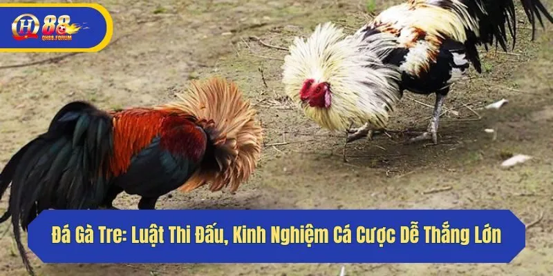 Đá Gà Tre: Luật Thi Đấu, Kinh Nghiệm Cá Cược Dễ Thắng Lớn