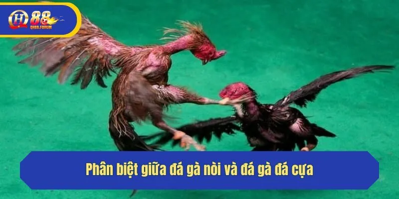 Phân biệt giữa gà nòi và gà đá cựa
